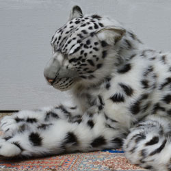 Hansa Snow Leopard